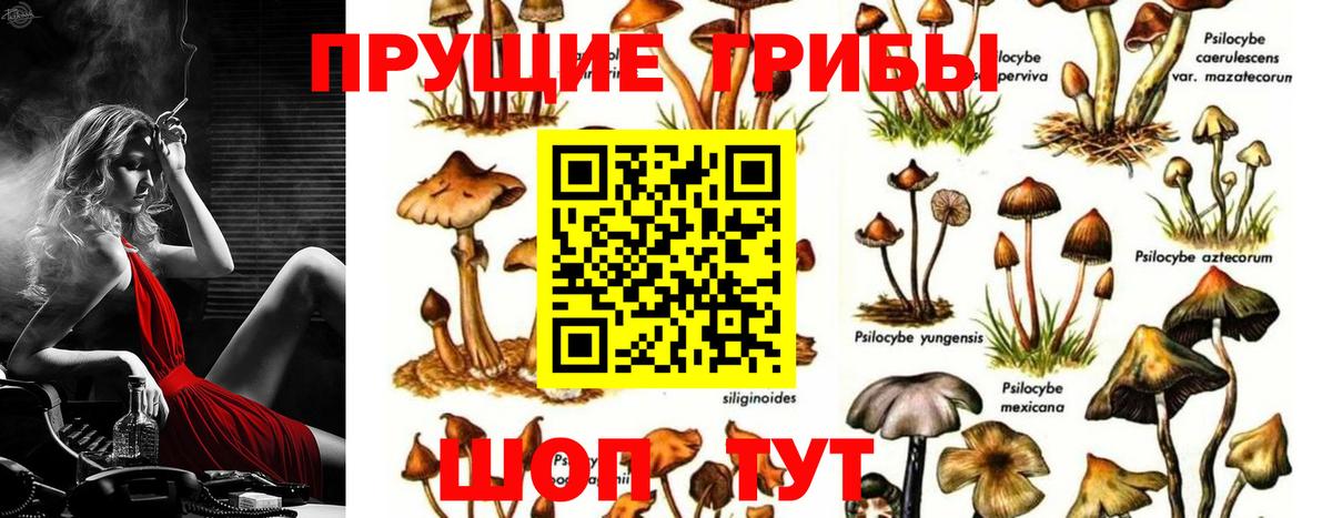 Волгоград  Псилоцибиновые грибы MAGIC MUSHROOMS  Вход с VPN 